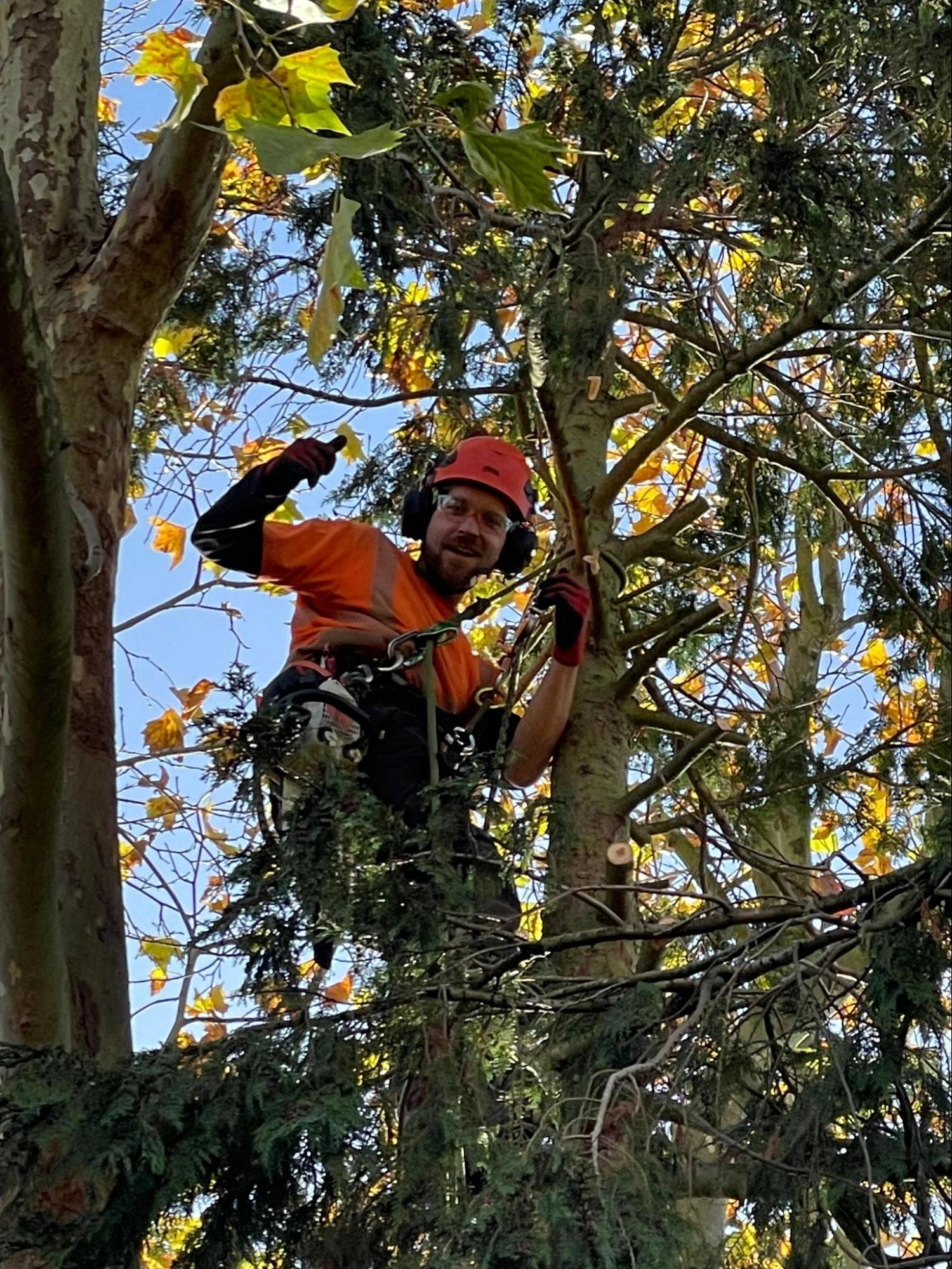 Ongar Tree Care Experts
